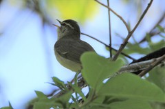 Phylloscopus examinandus