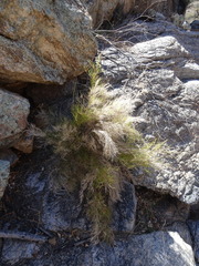 Muhlenbergia dumosa