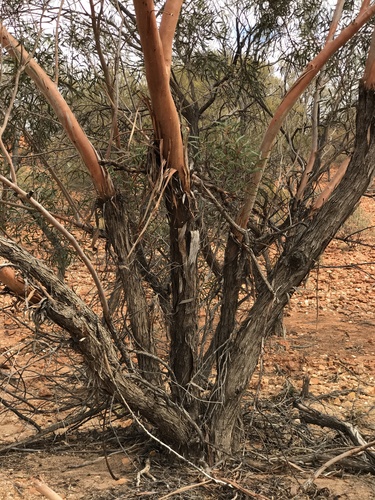Eucalyptus semota Macph. & Grayling 3