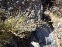 Muhlenbergia dumosa