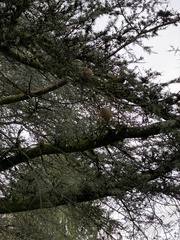 Cedrus