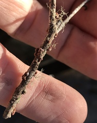 Paratachardina pseudolobata