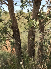 Corymbia zygophylla