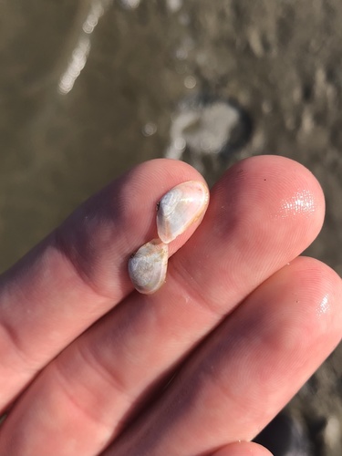 Macoploma extenuata