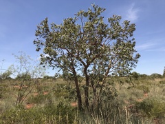 Corymbia zygophylla
