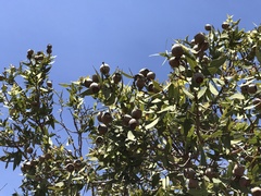 Corymbia zygophylla