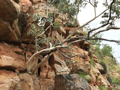 Eucalyptus mooreana