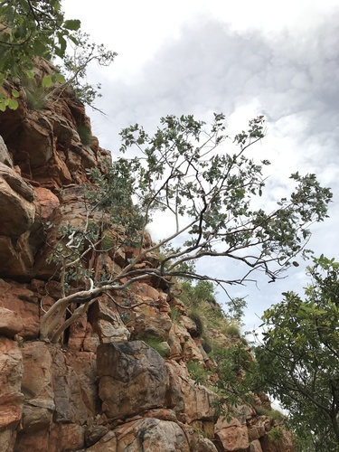 Eucalyptus mooreana, 2021-01-26