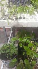 Solanum lycopersicum lycopersicum