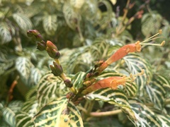 Sanchezia tigrina image