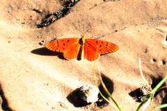 Acraea atolmis