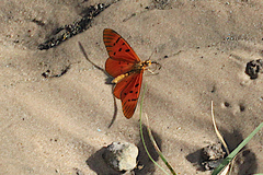 Acraea atolmis