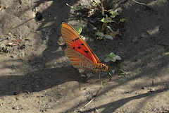 Acraea atolmis
