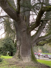 Cedrus