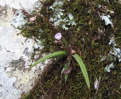 Sarcochilus ceciliae