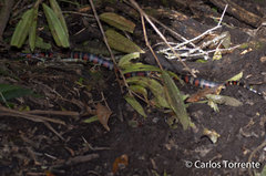 Lampropeltis micropholis