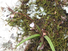 Sarcochilus ceciliae