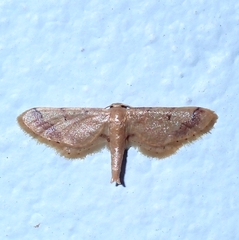 Idaea violacea