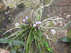 Sarcochilus ceciliae
