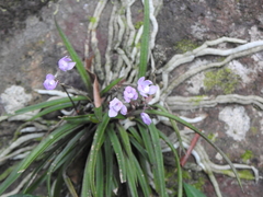 Sarcochilus ceciliae