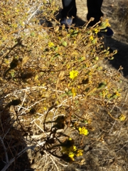 Deinandra paniculata