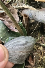 Cyclopogon cranichoides