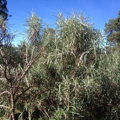 Senecio cinerarioides