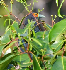 Phaenicophaeus sumatranus