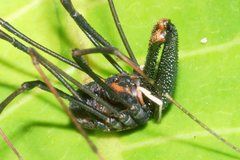 Forsteropsalis inconstans