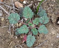 Erodium texanum