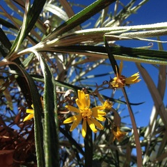 Senecio cinerarioides