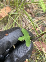 Passiflora aurantia aurantia