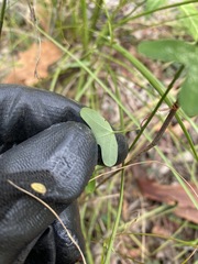 Passiflora aurantia aurantia