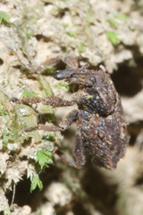 Styphlotelus fascicularis