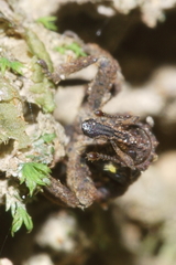 Styphlotelus fascicularis