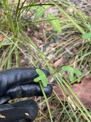 Passiflora aurantia aurantia