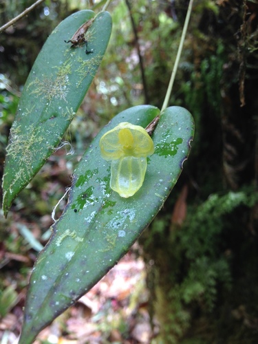 Pleurothallis octavioi