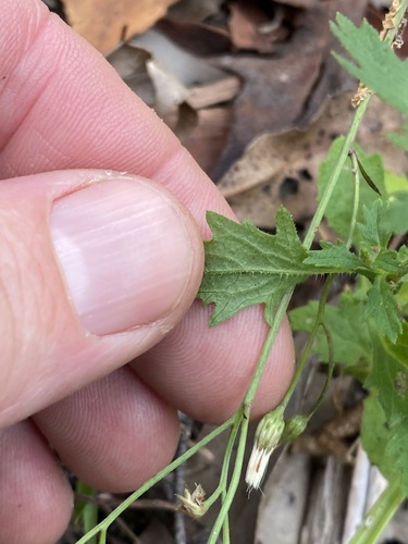 Image of Calotis dentex by (c) Greg Tasney, some rights reserved (CC BY-SA)