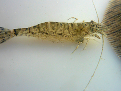 Crangon nigricauda