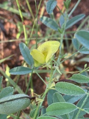 Crotalaria damarensis