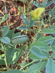 Crotalaria damarensis