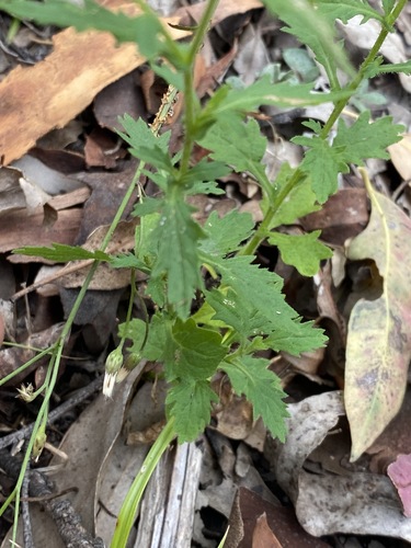 Image of Calotis dentex by (c) Greg Tasney, some rights reserved (CC BY-SA)