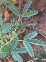 Crotalaria damarensis