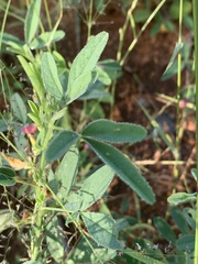 Crotalaria damarensis
