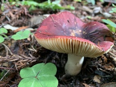 Russula californiensis