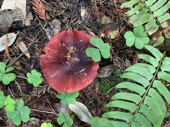 Russula californiensis