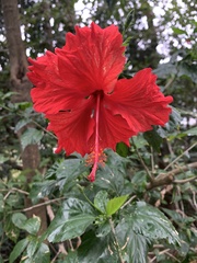Hibiscus rosa-sinensis