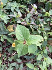 Acalypha arvensis