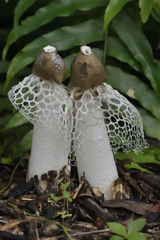 Phallus atrovolvatus