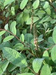 Indigofera astragalina